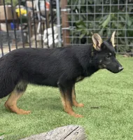 Puppy 5, a female German Shepherd Dog for sale in Ventura, CA – Photo 2 of 4