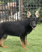 Puppy 5, a female German Shepherd Dog for sale in Ventura, CA – Photo 3 of 4