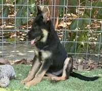 Puppy 10, a male German Shepherd Dog for sale in Ventura, CA – 2 of 6