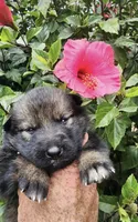 Puppy 7, a female German Shepherd Dog for sale in Ventura, CA – 1 of 2
