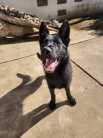 Puppies 6, a male German Shepherd Dog for sale in Ventura, CA – Photo 1 of 3