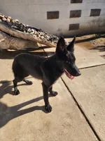 Puppies 6, a male German Shepherd Dog for sale in Ventura, CA – Photo 2 of 3