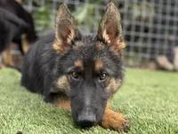 Puppy 4, a female German Shepherd Dog for sale in Ventura, CA – Photo 1 of 4