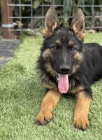 Puppy 4, a female German Shepherd Dog for sale in Ventura, CA – Photo 3 of 4