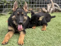 Puppy 4, a female German Shepherd Dog for sale in Ventura, CA – Photo 4 of 4