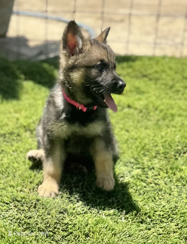 Puppy 7 – German Shepherd Dog puppy for sale in Ventura, CA