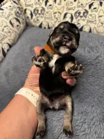 Brown Collar, a male Miniature Schnauzer for sale in Houston, TX – 2 of 2