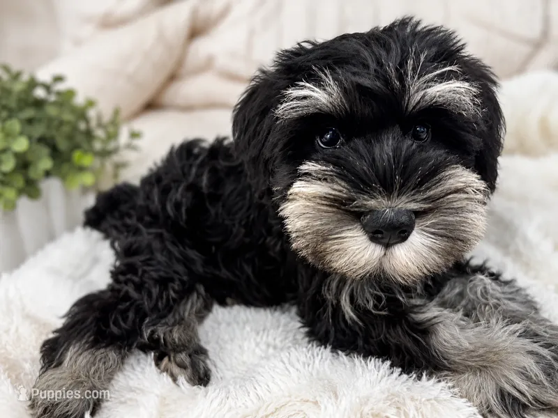 Tan Collar – Miniature Schnauzer puppy for sale in Houston, TX