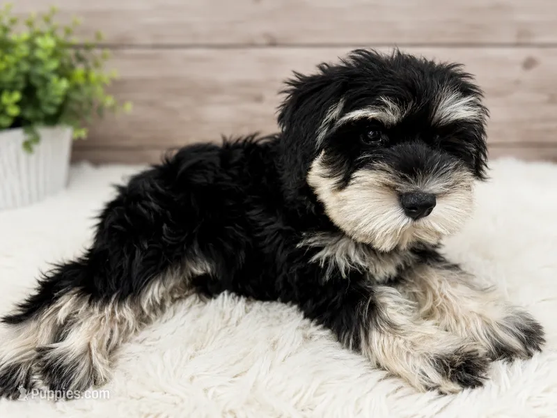 Grey Collar  – Miniature Schnauzer puppy for sale in Houston, TX