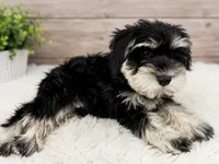 Grey Collar , a male Miniature Schnauzer for sale in Houston, TX – 1 of 2