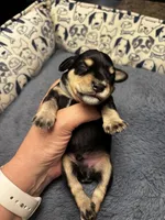 Grey Collar , a male Miniature Schnauzer for sale in Houston, TX – 2 of 2