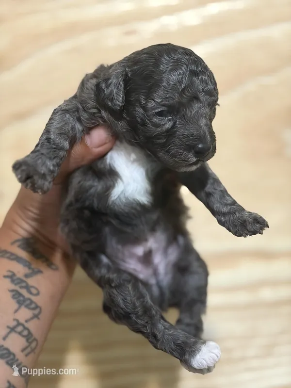 Benji (blue band)  – Poodle - Toy  puppy for sale in Destin, FL