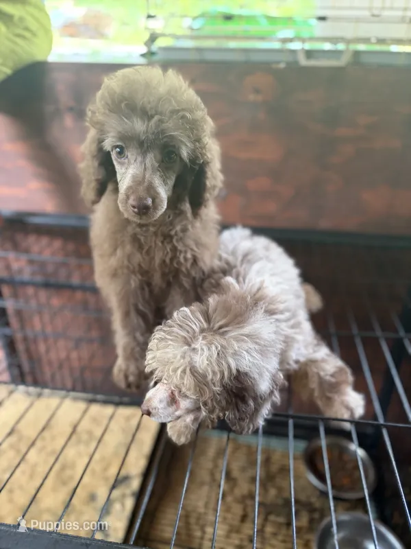Ted bear  – Poodle - Miniature  puppy for sale in Pensacola, FL
