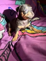 AKC Baker , a male Chihuahua for sale in Tallahassee, FL – 2 of 2