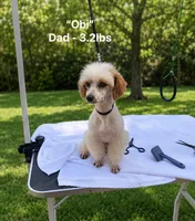 Benzi , a male Poodle - Toy  for sale in Destin, FL – 4 of 5