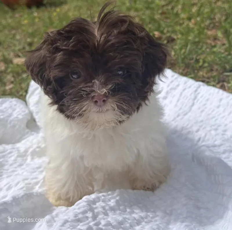 Lilly  – Yorkipoo puppy for sale in Tallahassee, FL