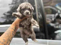 Bell , a female Poodle - Toy  for sale in Destin, FL – 5 of 6