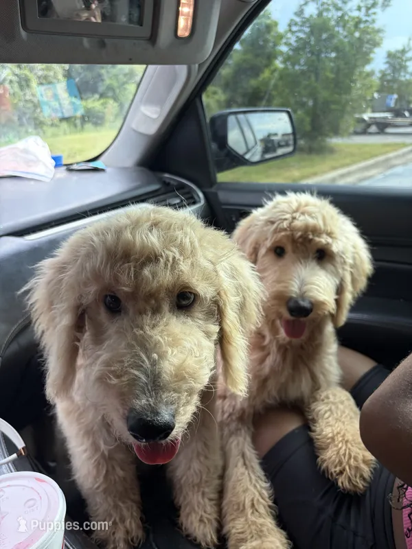 Ria  – Goldendoodle, Miniature Goldendoodle puppy for sale in Tallahassee, FL