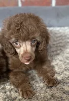 Teddy , a male Poodle - Toy  for sale in Tallahassee, FL – 4 of 4