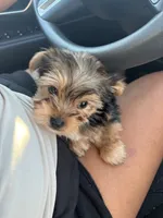 Benny , a male Yorkshire Terrier for sale in Tallahassee, FL – 3 of 3
