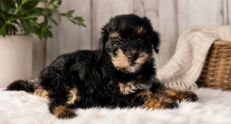 Mouse  – Poodle - Toy , Poodle - Miniature  puppy for sale in Lake City, FL