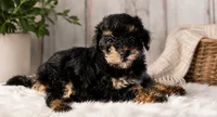 Mouse , a male Poodle - Toy  and Poodle - Miniature  for sale in Lake City, FL – 1 of 1