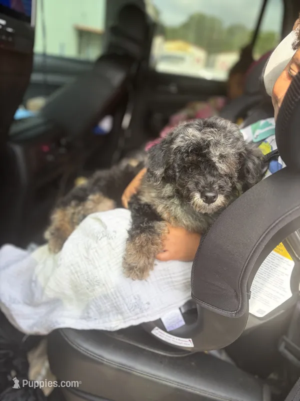 Baxter (AKC AND CKC REGISTERED)  – Poodle - Miniature  puppy for sale in Tallahassee, FL
