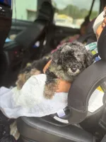 Baxter (AKC AND CKC REGISTERED) , a male Poodle - Miniature  for sale in Tallahassee, FL – 1 of 2