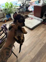 Mia, a female Chihuahua for sale in Fort Walton Beach, FL – Photo 2 of 3