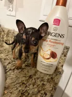 Mia, a female Chihuahua for sale in Fort Walton Beach, FL – Photo 3 of 3