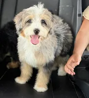 Amaya , a female Miniature Bernedoodle for sale in Destin, FL – 1 of 1