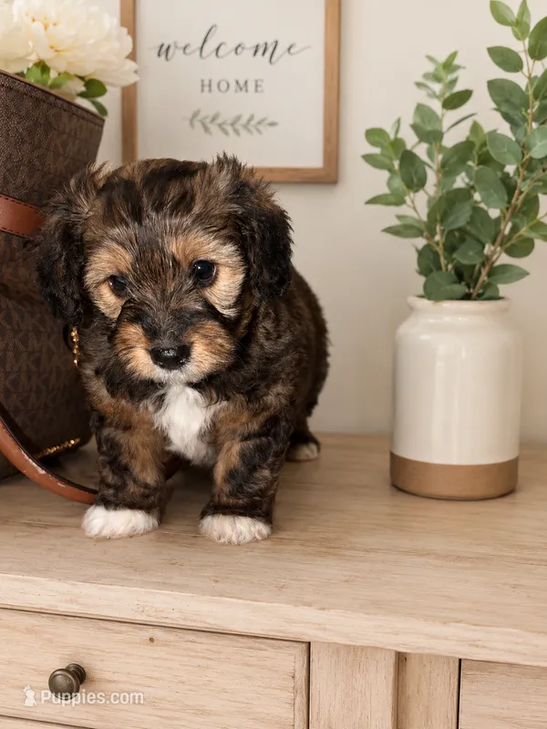 Gio  – Yorkipoo puppy for sale in Pensacola, FL