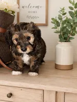 Gio , a male Yorkipoo for sale in Tallahassee, FL – 1 of 2