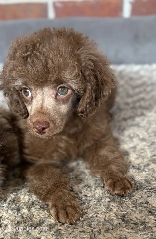 Teddy  – Poodle - Toy  puppy for sale in Tallahassee, FL