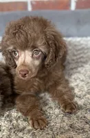Teddy , a male Poodle - Toy  for sale in Tallahassee, FL – 3 of 4