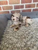 Amelia, a female Poodle - Toy  for sale in Tallahassee, FL – 2 of 3