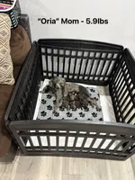 Benzi , a male Poodle - Toy  for sale in Destin, FL – 5 of 5