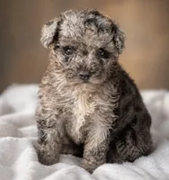 Bell , a female Poodle - Toy  for sale in Destin, FL – 2 of 6