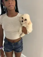 Macy , a female Maltipoo for sale in Destin, FL – 3 of 3