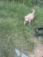 Ria , a male Goldendoodle and Miniature Goldendoodle for sale in Tallahassee, FL – 3 of 3