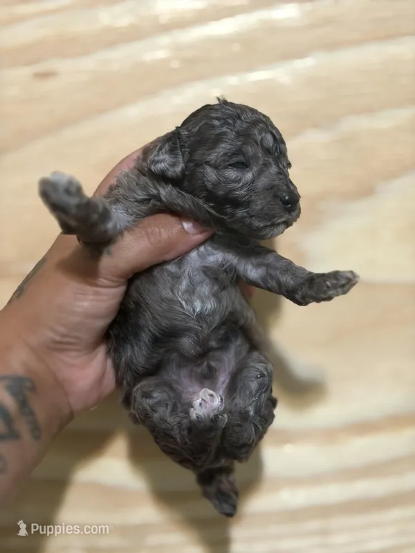 Benzi (green band)  – Poodle - Toy  puppy for sale in Destin, FL