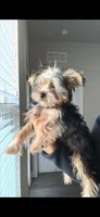 Thai , a female Yorkshire Terrier for sale in Altamonte Springs, FL – Photo 2 of 3