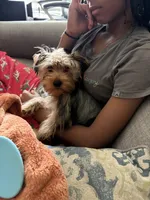 Thai , a female Yorkshire Terrier for sale in Altamonte Springs, FL – Photo 3 of 3