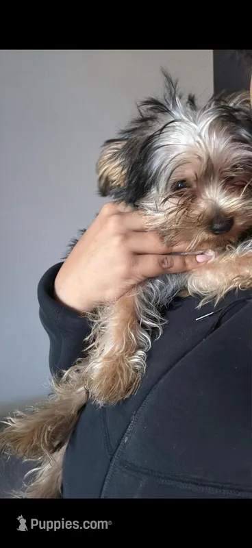 Thai , a female Yorkshire Terrier for sale in Altamonte Springs, FL – Photo 1 of 3