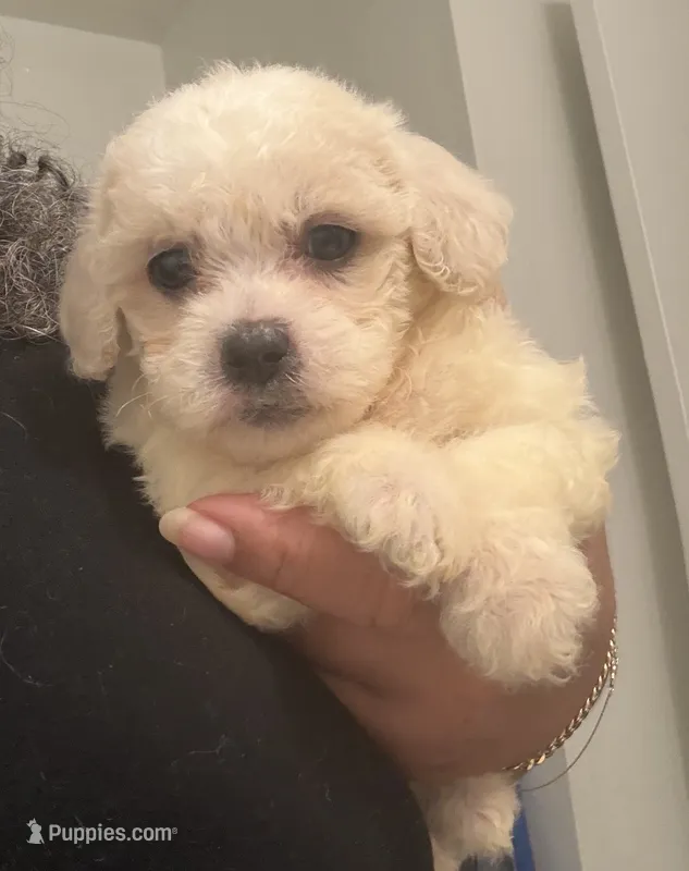 Maci  – Maltipoo puppy for sale in Tallahassee, FL