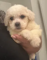 Maci , a female Maltipoo for sale in Tallahassee, FL – 1 of 1