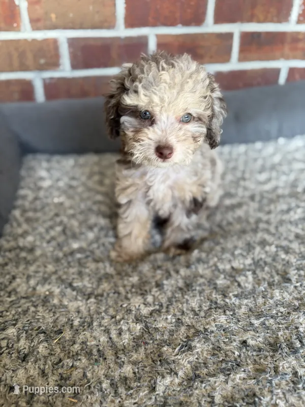 Amelia – Poodle - Toy  puppy for sale in Tallahassee, FL