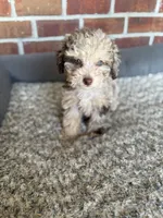 Amelia, a female Poodle - Toy  for sale in Tallahassee, FL – 1 of 3