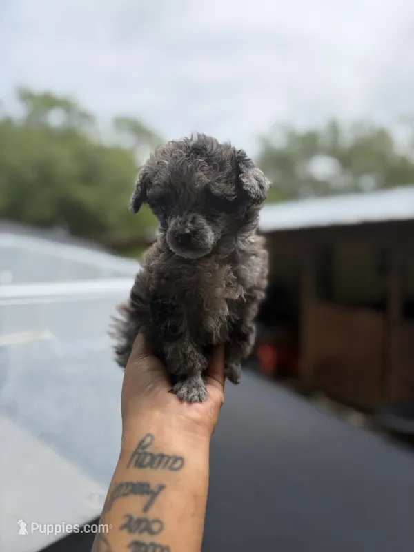 Bell  – Poodle - Toy  puppy for sale in Destin, FL