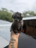 Bell , a female Poodle - Toy  for sale in Destin, FL – 1 of 6